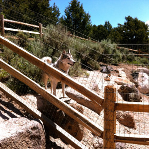 © Copyright 4 Corners Fencing, llc