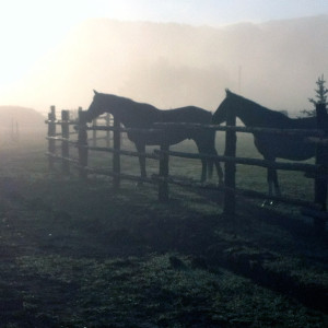 © Copyright 4 Corners Fencing, llc