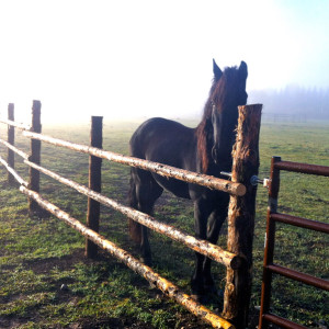 © Copyright 4 Corners Fencing, llc