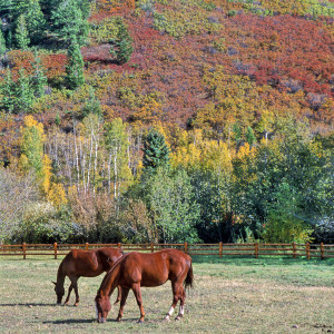 © Copyright 4 Corners Fencing, llc