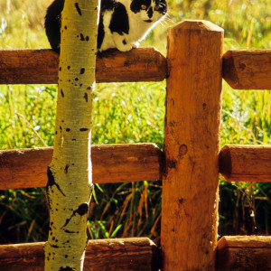 © Copyright 4 Corners Fencing, llc